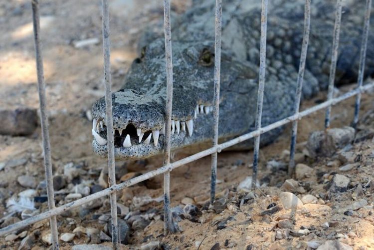 Крокодильи фермы: как и зачем выращивают крокодилов