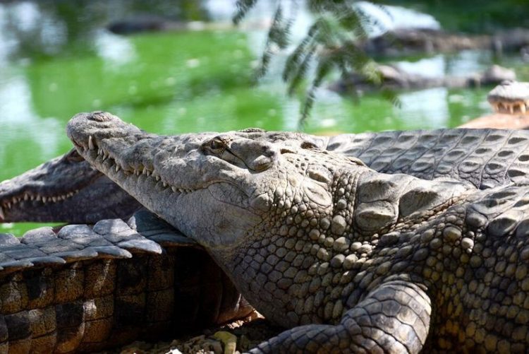 Крокодильи фермы: как и зачем выращивают крокодилов
