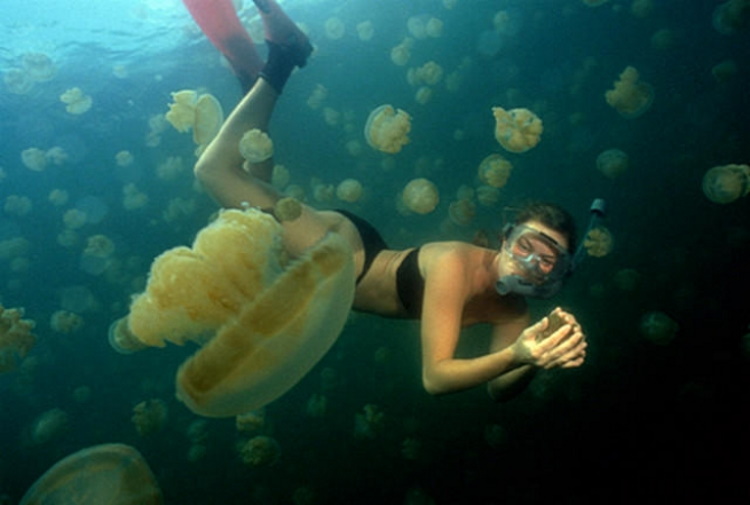Самые опасные виды медуз, с которыми лучше никогда не встречаться