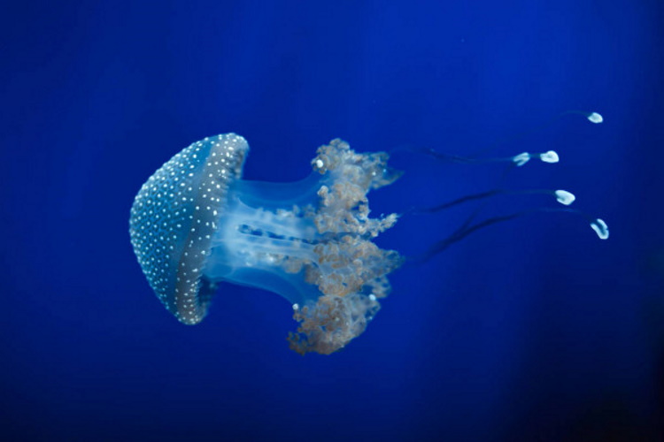 Самые опасные виды медуз, с которыми лучше никогда не встречаться