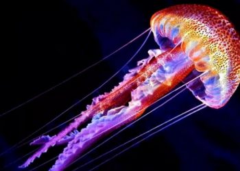 Самые опасные виды медуз, с которыми лучше никогда не встречаться