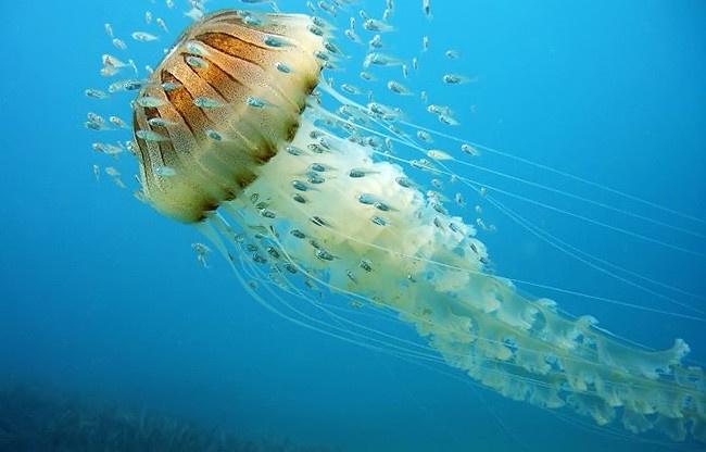 Картинки всех видов медуз