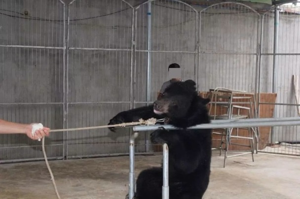 Шокирующие доказательства жестокого обращения с животными в цирках