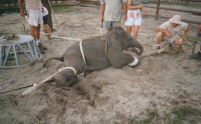Шокирующие доказательства жестокого обращения с животными в цирках