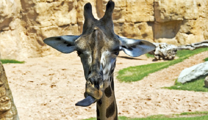 20 занимательных фактов о жирафах