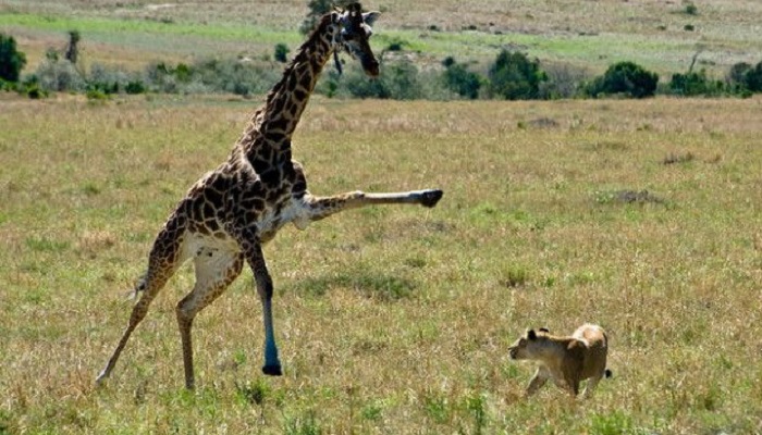 20 занимательных фактов о жирафах