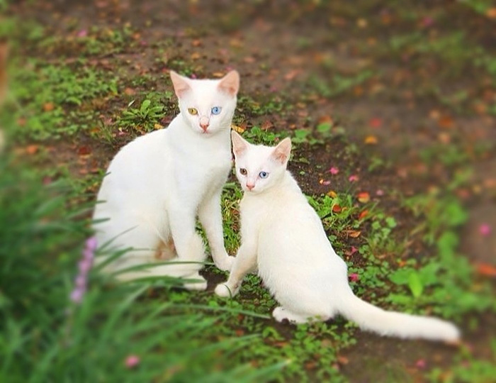 Мамы-кошки и их озорные котята, 50 фото