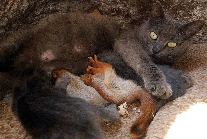 Мамы-кошки и их озорные котята, 50 фото