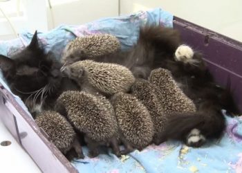 Мамы-кошки и их озорные котята, 50 фото