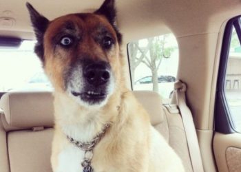 Забавная реакция животных на новые открытия, 50 фото