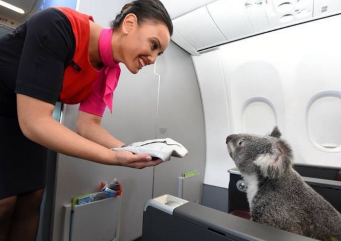 Животные и самолеты: 20 самых забавных авиапассажиров
