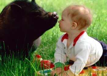 33 самых смешных фото питомцев и детей