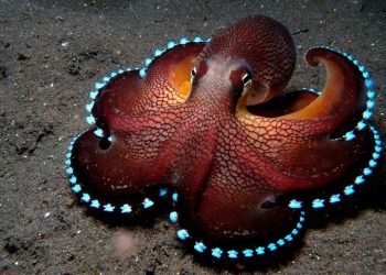 Самые необычные морские обитатели, 50 фото