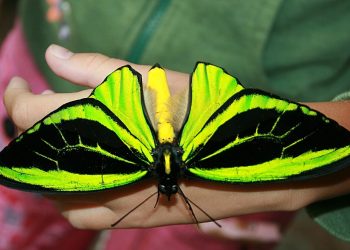 30 редких и необыкновенно красивых бабочек в мире