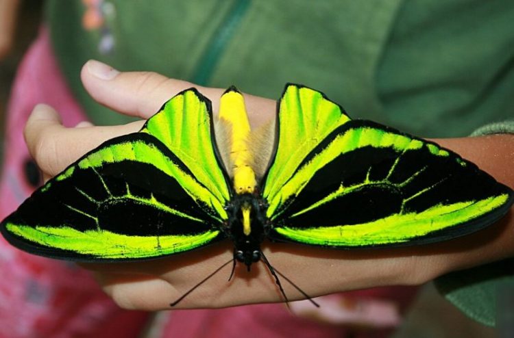 30 редких и необыкновенно красивых бабочек в мире