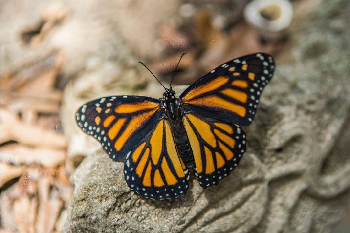 30 редких и необыкновенно красивых бабочек в мире