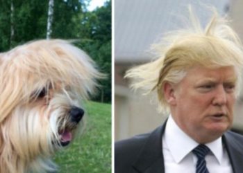 Поразительное сходство: 30 занимательных фото зверей, похожих на знаменитостей