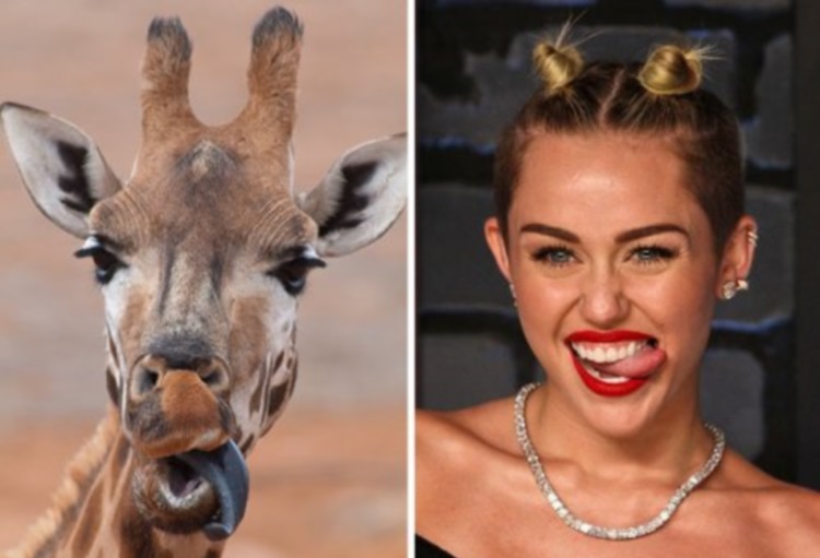 Поразительное сходство: 30 занимательных фото зверей, похожих на знаменитостей