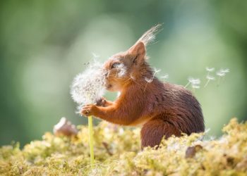 Самые забавные фотографии из мира дикой природы, 35 фото