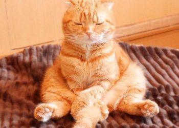 Кошки, овладевшие искусством сна