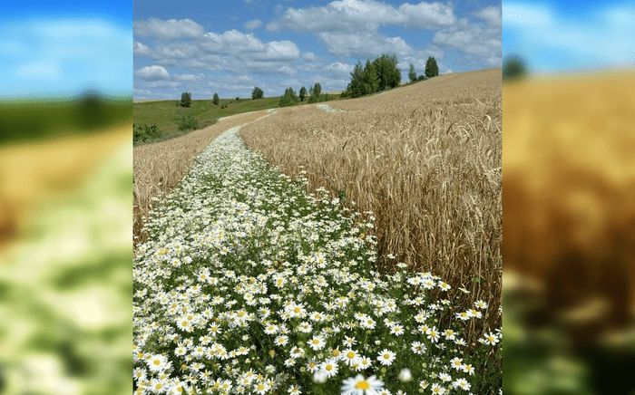 Каникулы в деревне у бабушки: 40 душевных фотографий