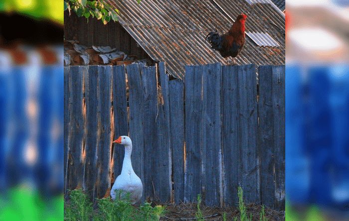 Каникулы в деревне у бабушки: 40 душевных фотографий