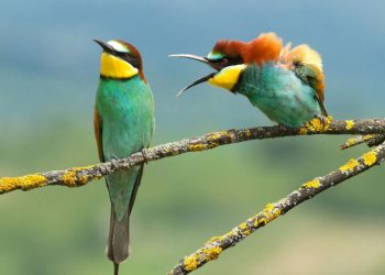 Самые смешные фото дикой природы, которые нельзя пропустить