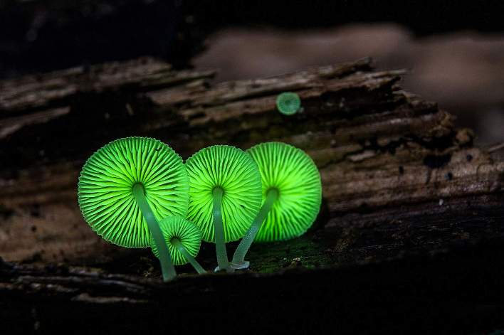 35 фото самых причудливых в мире грибов