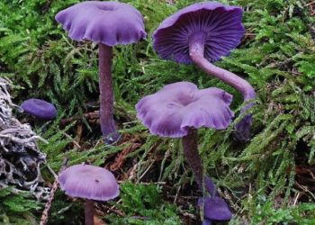 35 фото самых причудливых в мире грибов