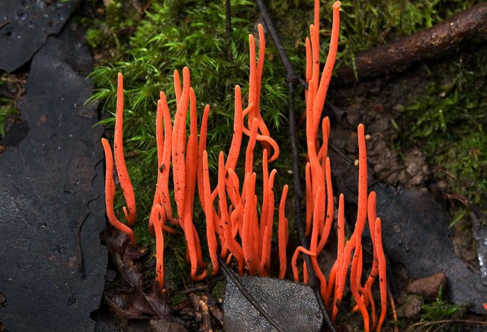 35 фото самых причудливых в мире грибов