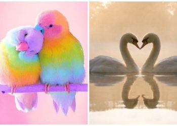 ТОП-40 милых фото влюбленных пар из мира животных