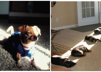 40 смешных животных, буквально нашедших свое место под солнцем