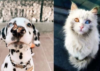 40 великолепных животных с разноцветными глазами