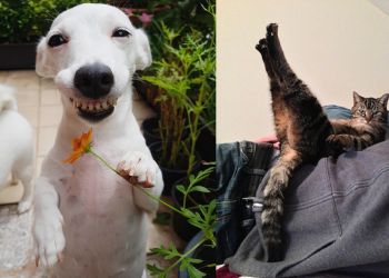 30 самоуверенных животных, которые точно знают, как привлечь внимание