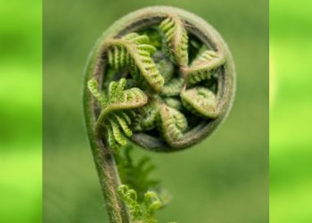 30 захватывающих фото из макромира