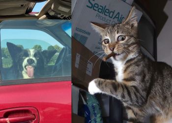 Комичные фото животных, которые обязательно скрасят ваш день