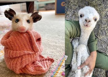 Обаятельные малыши из мира животных