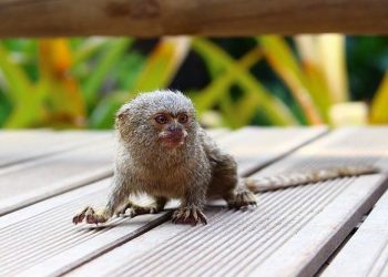 Самые маленькие животные в мире, 30 фото