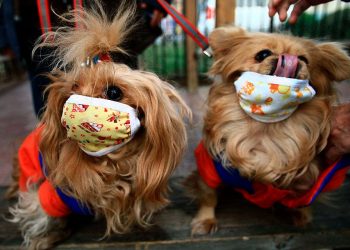 Животные, которые придерживаются всех карантинных ограничений куда лучше людей