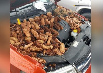 30 забавных находок под капотом автомобилей