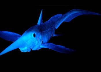 Фотографии новых необычных видов животных, открытых совсем недавно