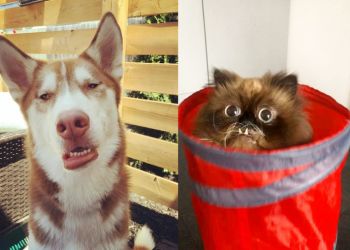 Дурашливые зверушки, которые с легкостью разгонят грусть