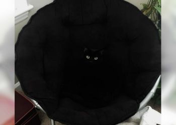 Маскировка – их конек, 30 забавных снимков