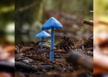 Растения, которые своим внешним видом больше похожи на инопланетные, 30 фото