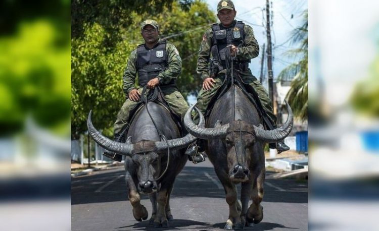 Жизнь в Бразилии: интересные фото от местных жителей