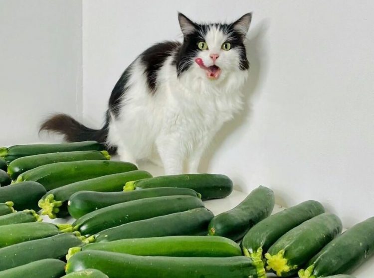 Самые смешные коты интернета: 30 новых фото