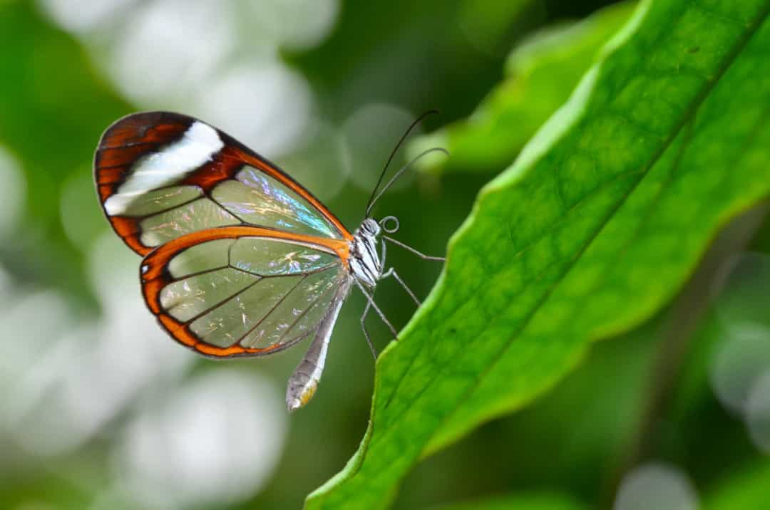 30 самых красочных созданий живой природы