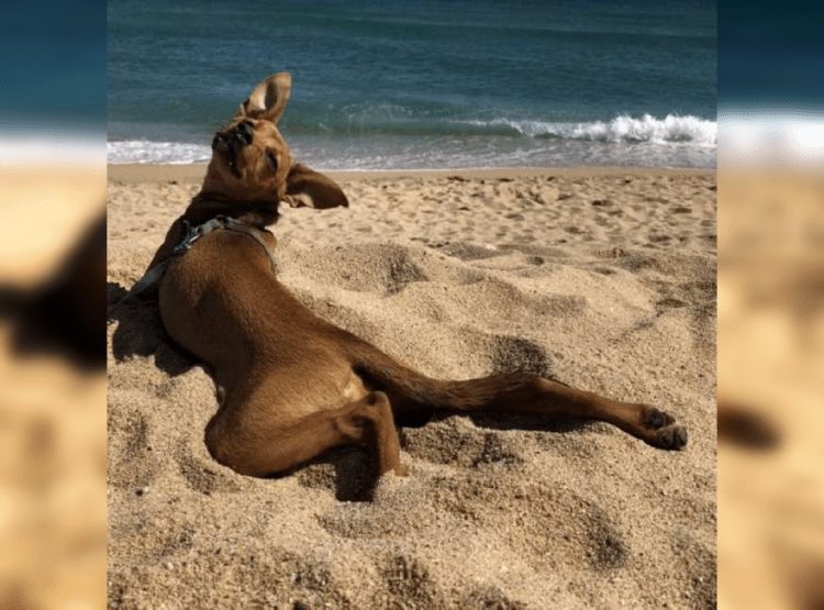 A Funny Vacation: 25 Hilarious Beach Photos