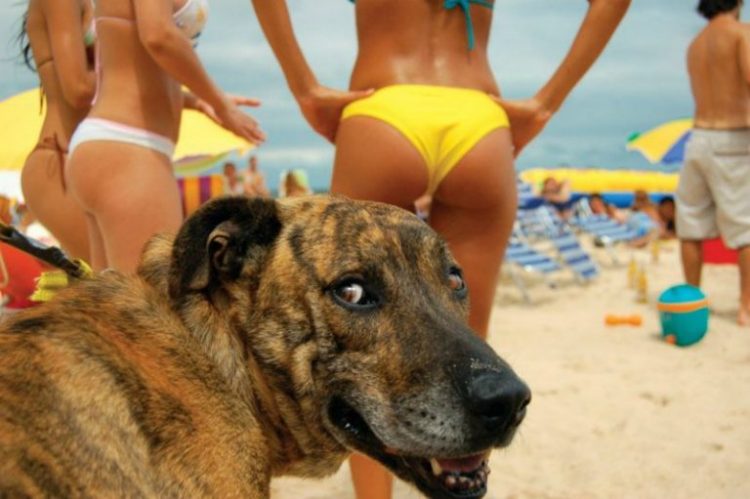 A Funny Vacation: 25 Hilarious Beach Photos