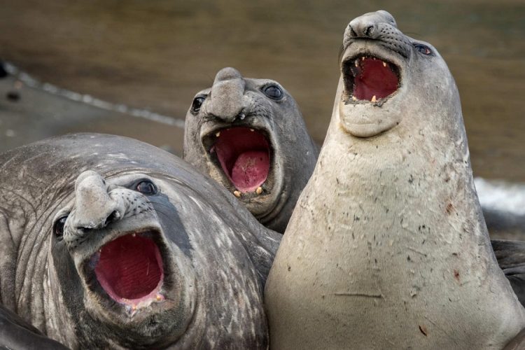 Comedy Zoo: Hilarious Animals that Will Brighten Your Day!